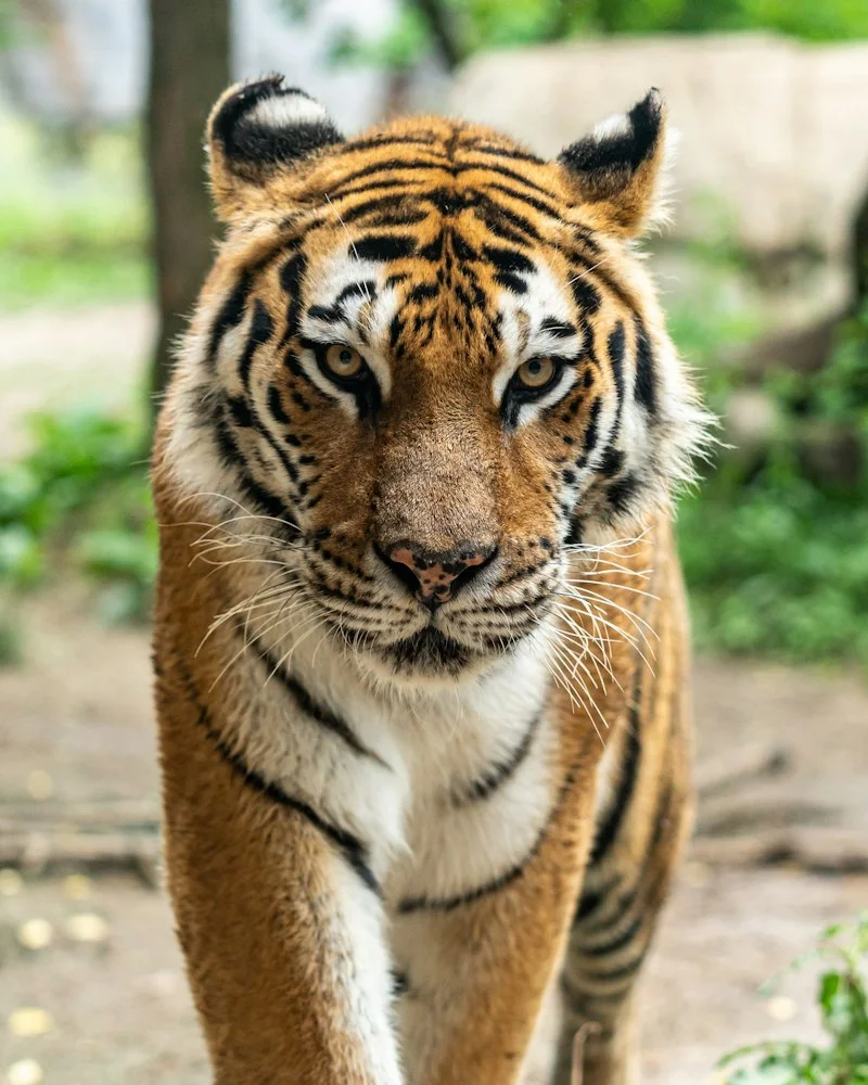 Sariska Royal Bengal Tiger Safari